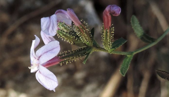Flores lilas de Plumbago europaea con el cáliz cubierto de pelos glandulosos
