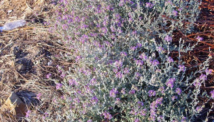 Mata de Plumbago europaea florecida en un erial seco