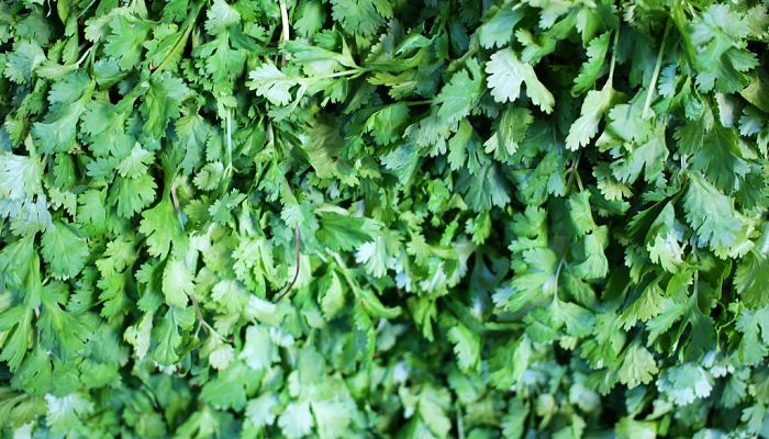14 Beneficios Y Propiedades Del Culantro