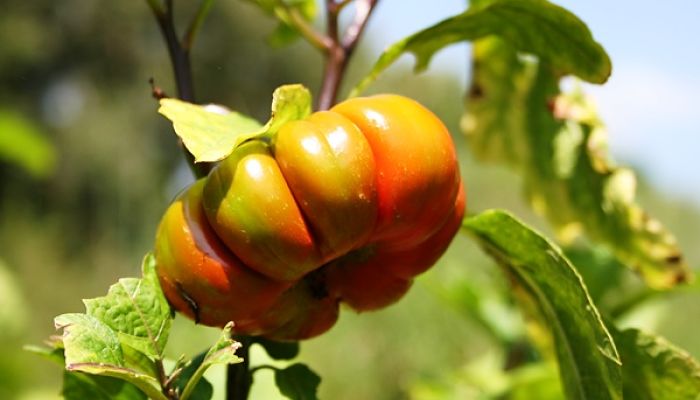 Fruto de berenjena africana acostillado, virando de verde a naranja
