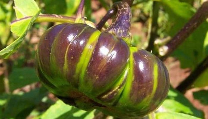 Fruto de berenjena africana con franjas moradas y verdes