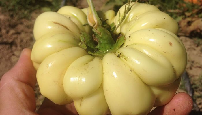 Berenjena africana de piel blanca sostenida en la mano