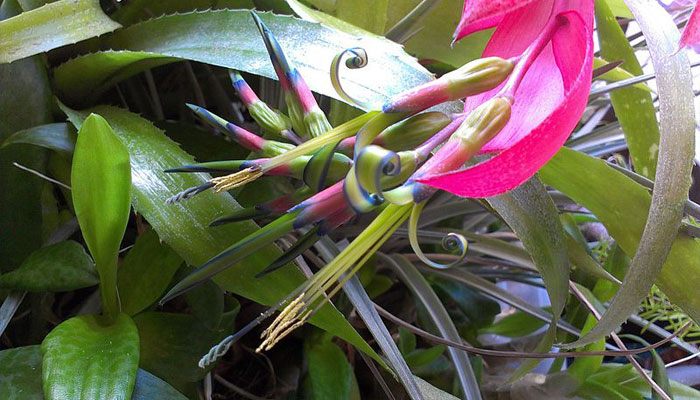 Inflorescencia colgante de Billbergia nutans con brácteas rosas y pétalos ribeteados de azul