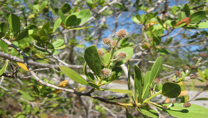 Rama de Conocarpus erectus con sus cabezuelas en forma de botón