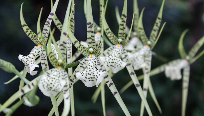 Flores de Brassia con sépalos estrechos y alargados moteados de marrón