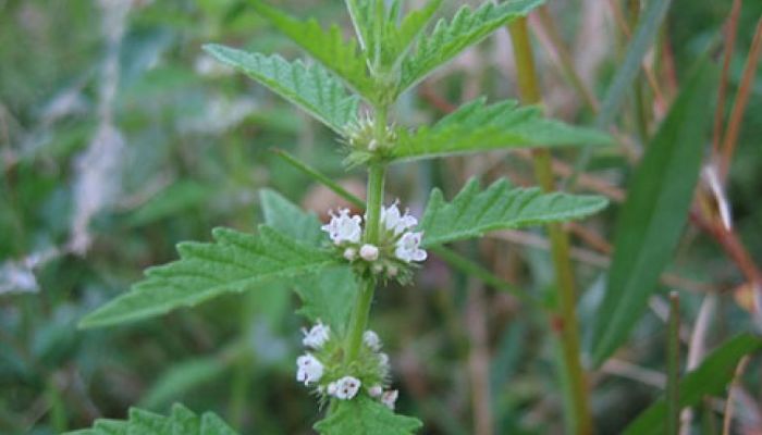 Tallo de Lycopus europaeus con verticilos densos de flores blancas diminutas y hojas dentadas opuestas
