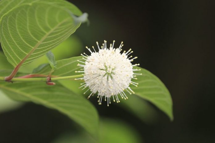 Cabezuela esférica blanca de Cephalanthus occidentalis entre hojas