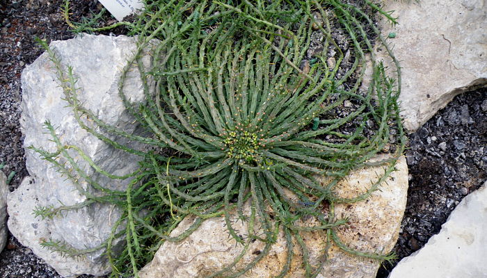 Euforbia medusoide cultivada en rocalla entre piedras calizas