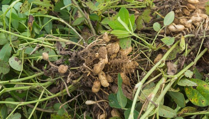 Planta de cacahuete arrancada con las vainas colgando de las raíces