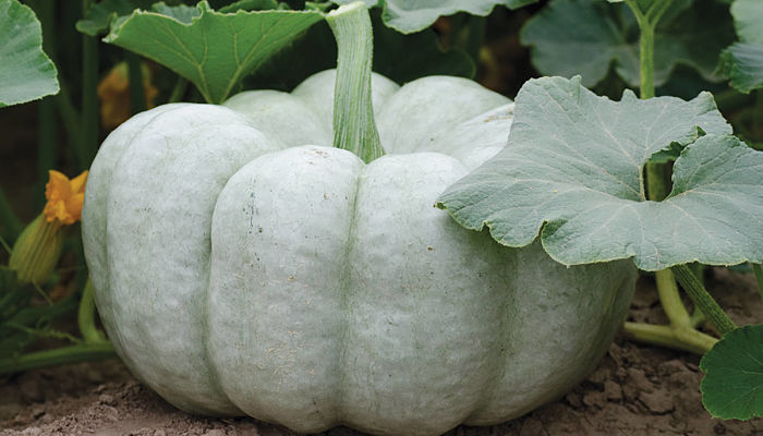 Calabaza gris azulada del grupo Cucurbita maxima en la mata