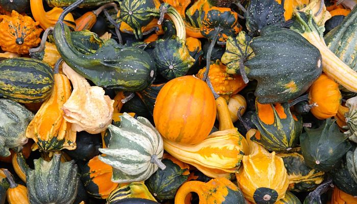 Montón de calabazas ornamentales de otoño de colores y formas variadas