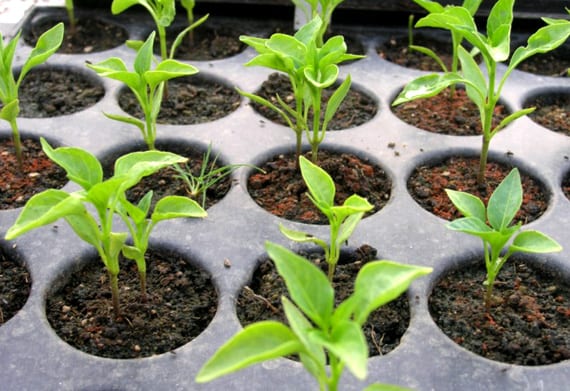 Pimientos, cultivo de ciclo largo que se siembra muy temprano