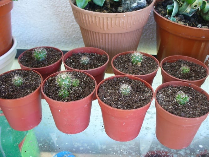 Cactus en maceta preparado para el cambio de sustrato