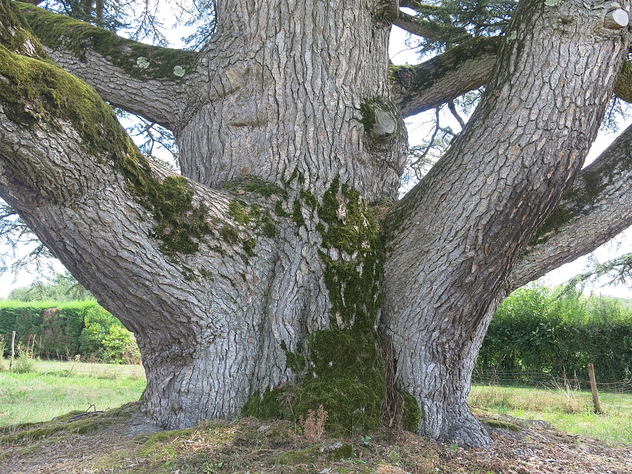 Cedro: tipos, características, tamaños, variedad y colores…
