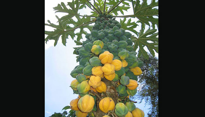 Tronco de chamburo cargado de frutos amarillos y verdes