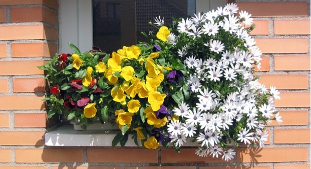 Combinar plantas en jardineras para atraer insectos útiles