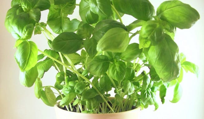 Mata de albahaca con hojas verdes brillantes