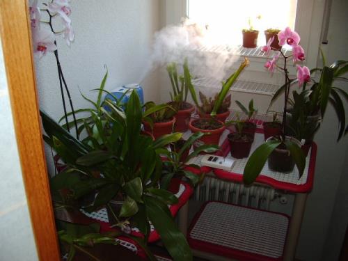 Cuidados de plantas de interior: luz, riego y humedad