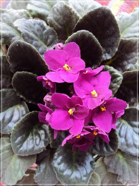 Violeta africana: cuidados, riego y por qué no florece