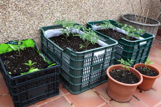 Cómo cultivar patatas: plantación, aporcado y cosecha