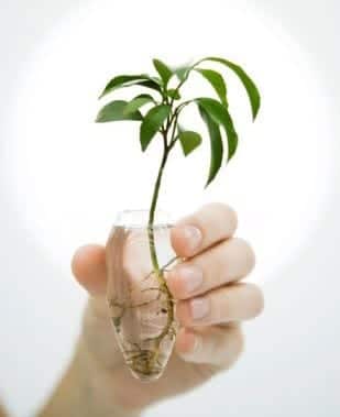 Planta de interior cultivada de forma permanente en un recipiente con agua