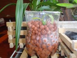 Cultivar plantas en agua: especies, cuidados y trasplante