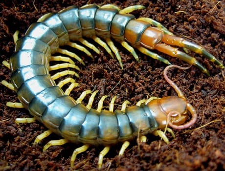 Parásitos de la tierra: identificarlos y eliminarlos