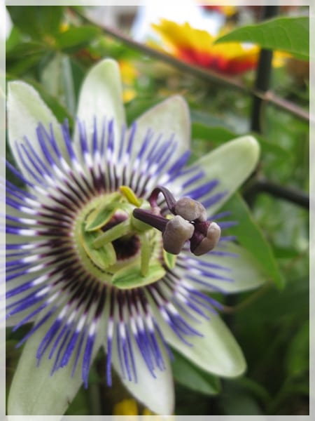 Cómo favorecer la floración de la pasiflora paso a paso