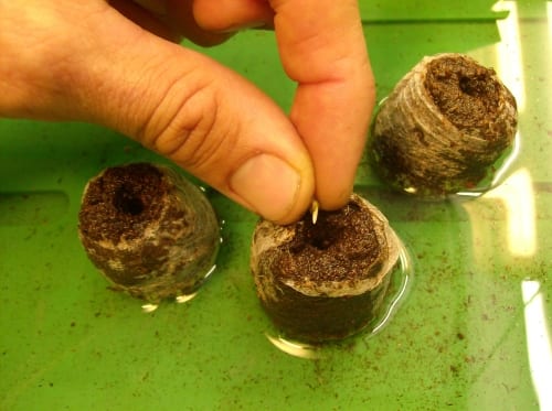 Cultivo hidropónico casero con plantas en macetas de rejilla