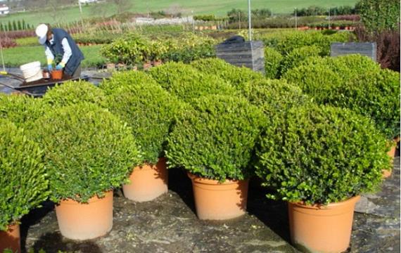 Plantación de un arbusto en el jardín con el hoyo abierto