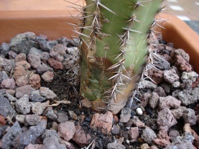 Cactus en maceta con sustrato mineral y acolchado de grava