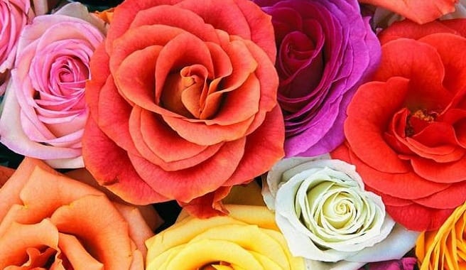 Flores blancas teñidas por absorción mostrando el dibujo de la nervadura