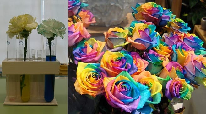 Detalle de pétalos teñidos con distintas intensidades de color