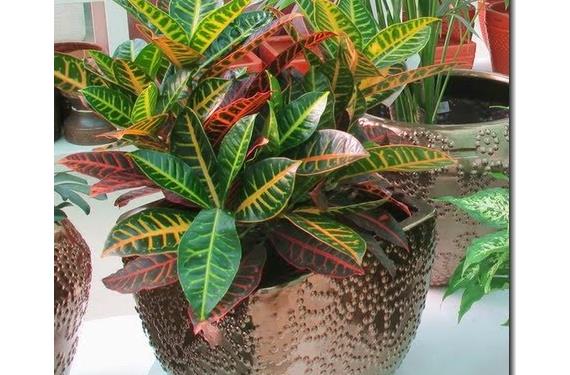 Cómo trasplantar plantas de interior paso a paso