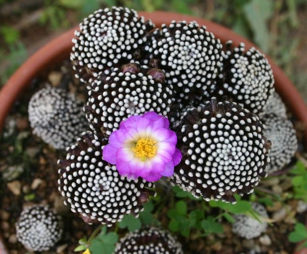 Mammillaria con una corona de flores alrededor del ápice