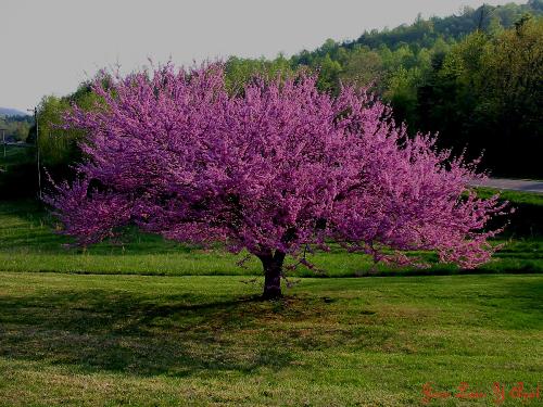 Comprar árboles: qué mirar en el vivero antes de pagar