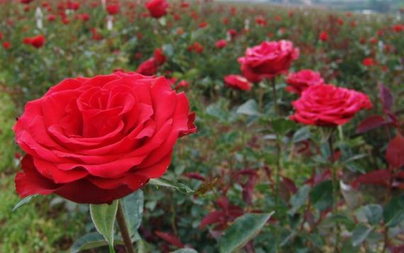 El primer año de un rosal, paso a paso