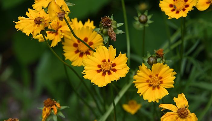 Flores amarillas de coreopsis con anillo pardo en la base de las lígulas