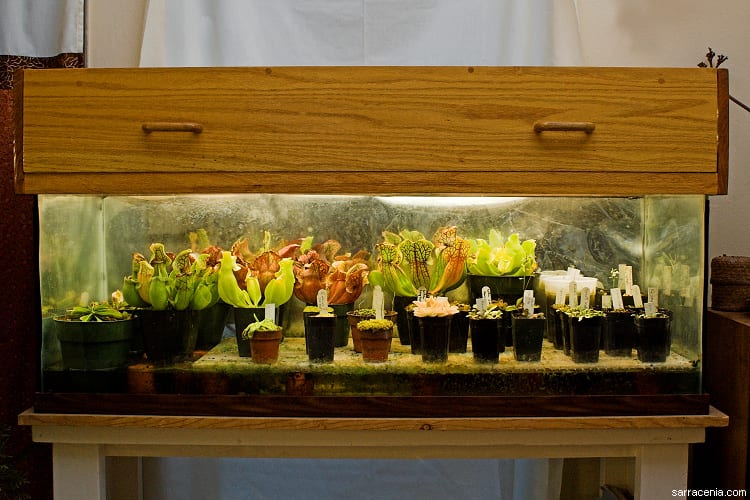 Cuidados de las plantas carnívoras: guía práctica