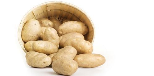 Patatas recién cosechadas en un cultivo en contenedor