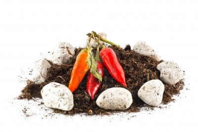 Espigas de pimienta negra madurando en la planta