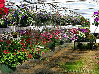 Plantas colgantes: guía de cultivo en cestos y macetas