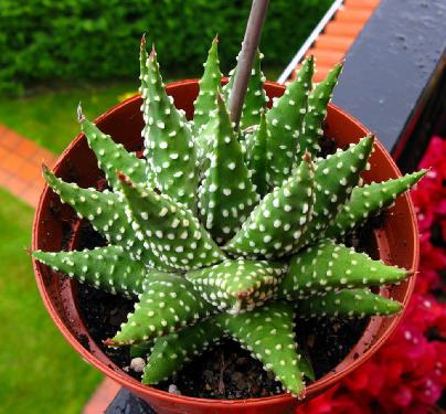 Grupo de cactus en maceta