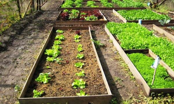 Bancal de huerto con hortalizas de temporada en pleno cultivo