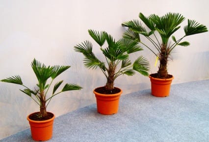 Palmeras de interior: luz, riego y puntas marrones