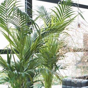 Kentia cultivada en maceta dentro de casa