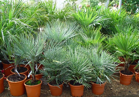 Palmeras de interior: especies, luz, riego y cuidados