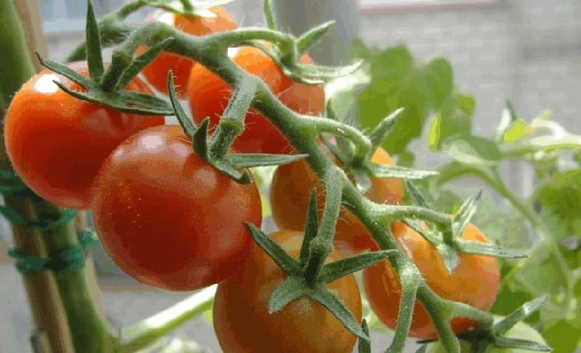 Tomateras cultivadas en maceta