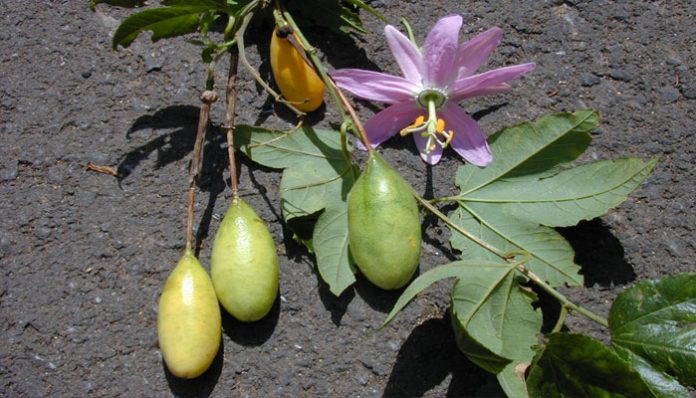 Frutos de curuba colgando de la mata junto a una flor rosada abierta