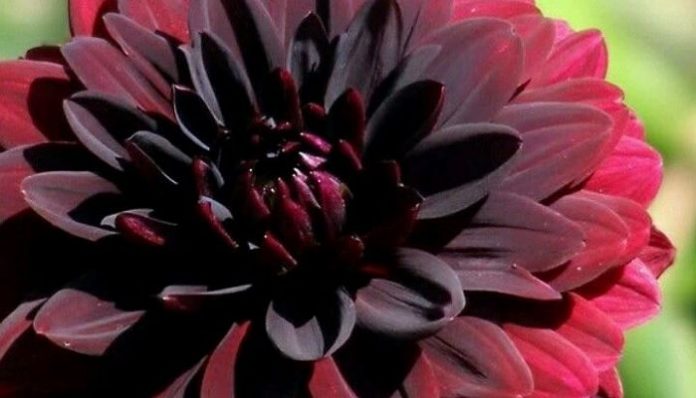 Dalia oscura con el centro casi negro y los pétalos exteriores rojo carmín iluminados